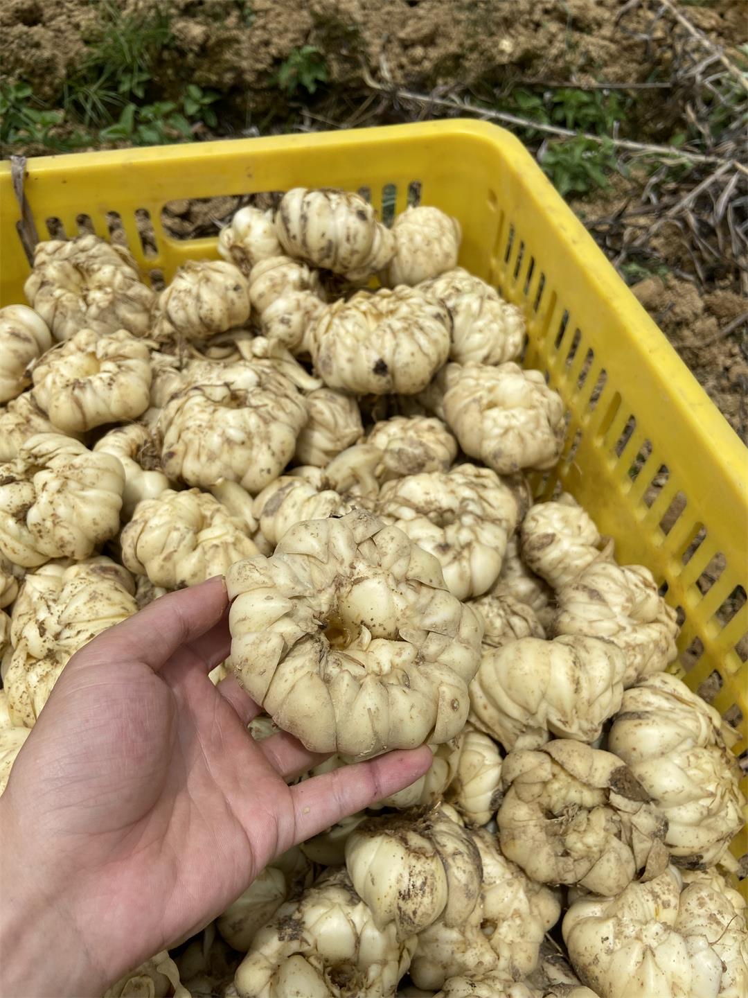 挖新鮮百合 挖新鮮百合