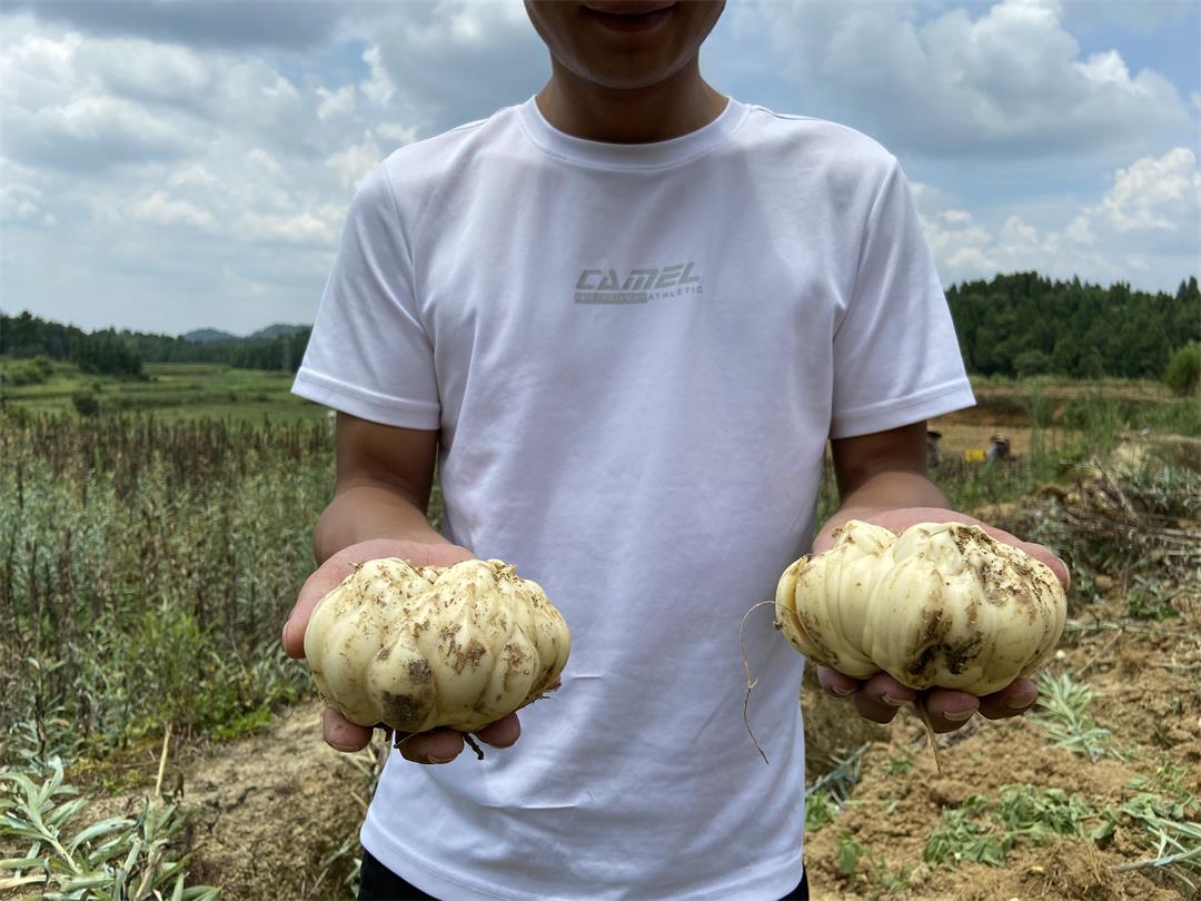 新鮮百合 新鮮百合