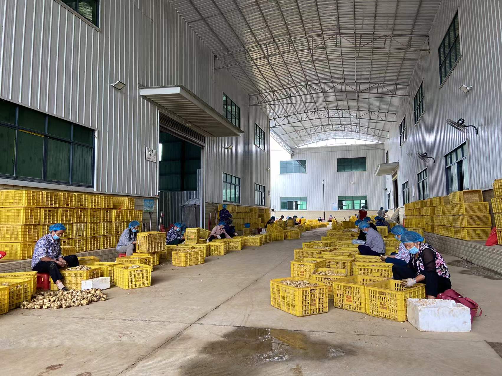 新鮮百合 新鮮百合