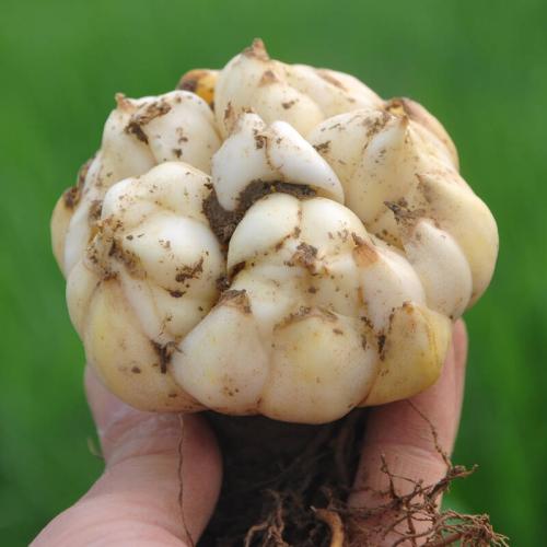 龍牙百合 龍牙百合