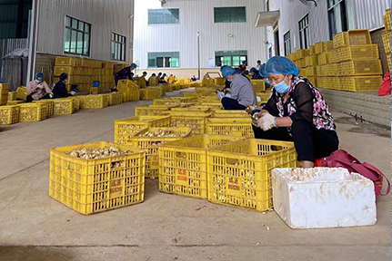 制(zhì)成百合幹