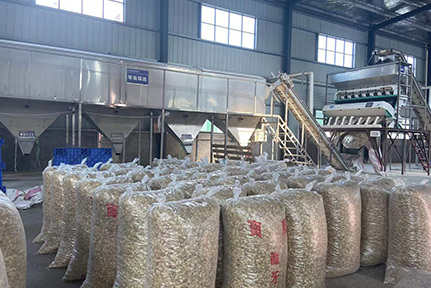 百合幹加工(gōng)